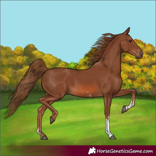 Horse Color:Chestnut Sabino 