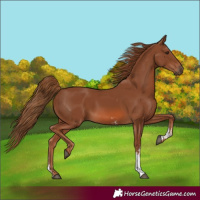 Horse Color:Chestnut Sabino