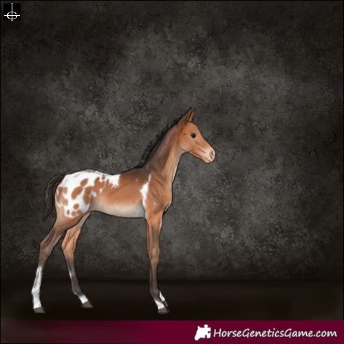 Horse Color:Bay Tobiano Appaloosa 