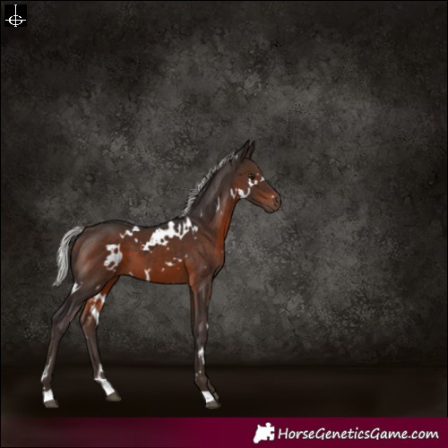 Horse Color:White Spotted Silver Brown
