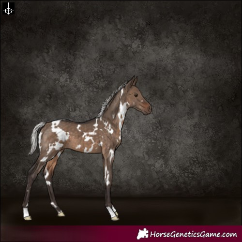 Horse Color:White Spotted Silver Brown Dun 