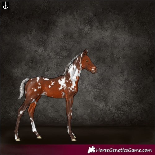 Horse Color:White Spotted Silver Brown