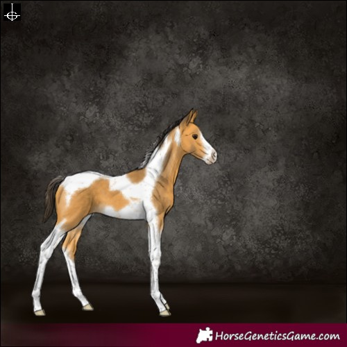 Horse Color:Buckskin Tobiano Frame 