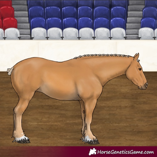 Horse Color:Palomino 