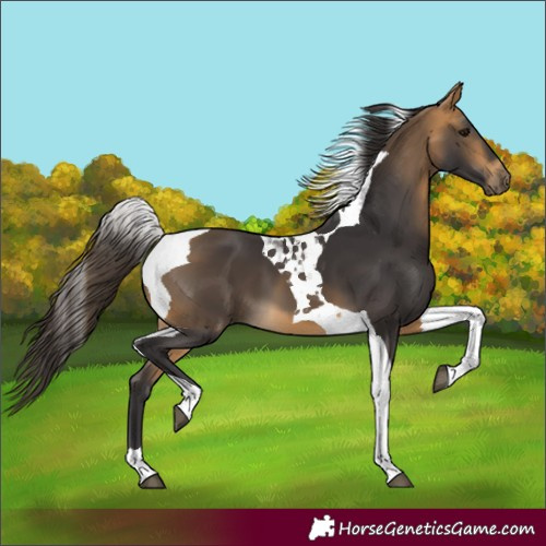 Horse Color:Buckskin Tobiano 