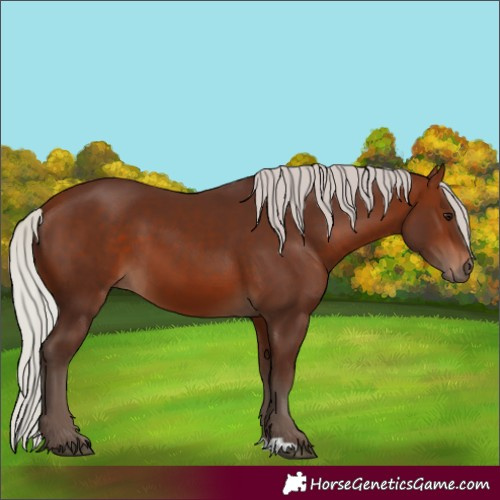 Horse Color:Silver Bay 