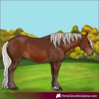 Horse Color:Silver Bay 