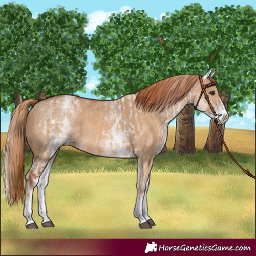 Horse Color:White Spotted Red Dun Rabicano  and White Spotted Red Dun Rabicano 