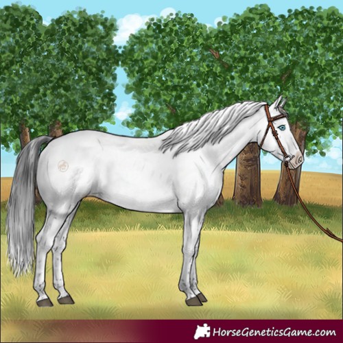 Horse Color:Black Frame 