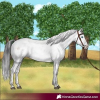 Horse Color:Black Frame 