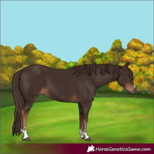 Horse Color:Liver Chestnut 