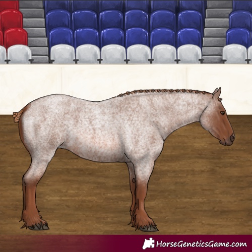 Horse Color:Red Roan 