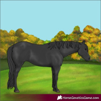 Horse Color:Black 