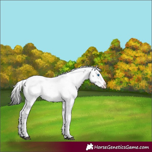 Horse Color:Black Frame 