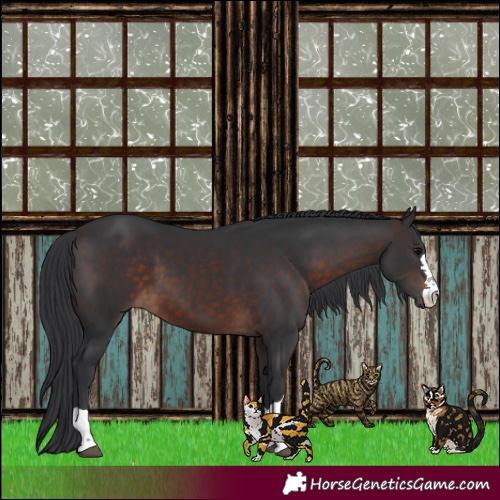 Horse Color:Brown 