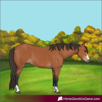 Horse Color:Bay 
