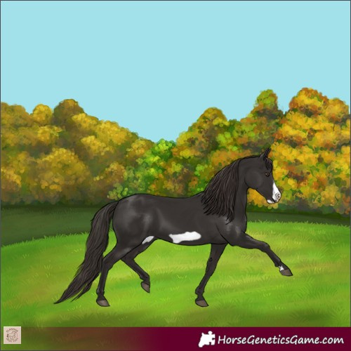 Horse Color:Liver Chestnut Frame 