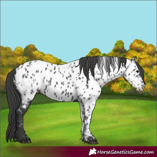 Horse Color:Black Near Leopard 