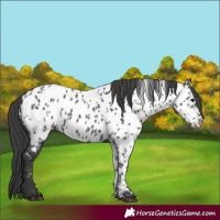 Horse Color:Black Appaloosa 