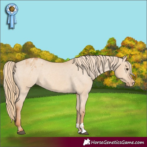 Horse Color:Red Dun Appaloosa  and Red Dun Appaloosa 