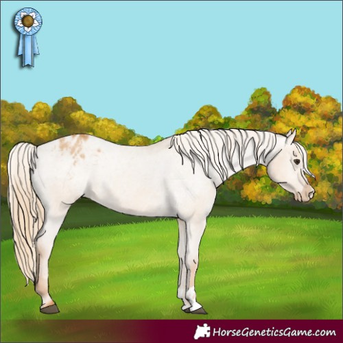 Horse Color:Red Dun Appaloosa  and Red Dun Appaloosa 