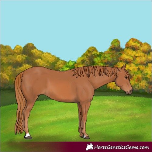Horse Color:Chestnut 