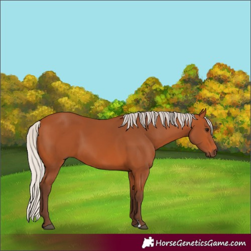 Horse Color:Silver Bay 
