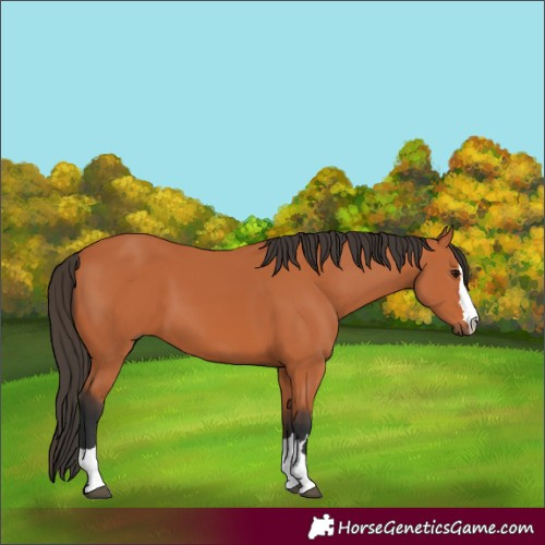 Horse Color:Bay 