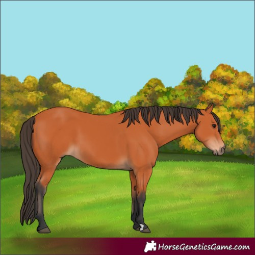 Horse Color:Bay 