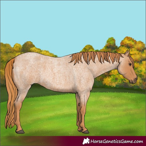 Horse Color:Red Roan 