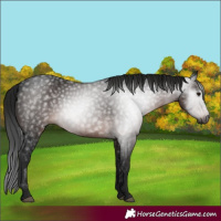 Horse Color:Gray Brown 