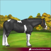 Horse Color:Black Splash Tobiano 