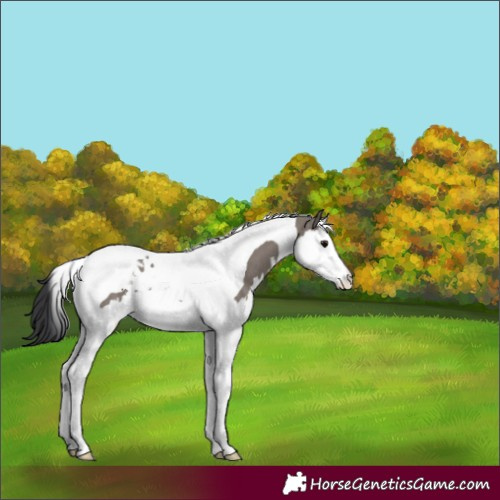 Horse Color:Grullo Splash Tobiano Rabicano 