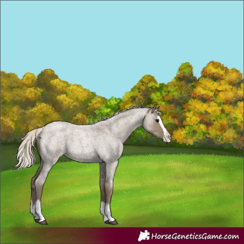 Horse Color:Silver Smoky Grullo Roan Splash 