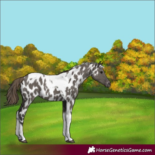 Horse Color:Smoky Grullo Tobiano Near Leopard Rabicano 