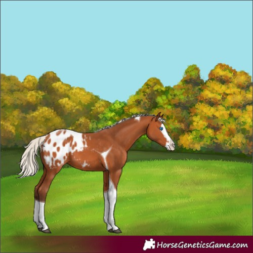 Horse Color:Silver Bay Splash Tobiano Appaloosa 
