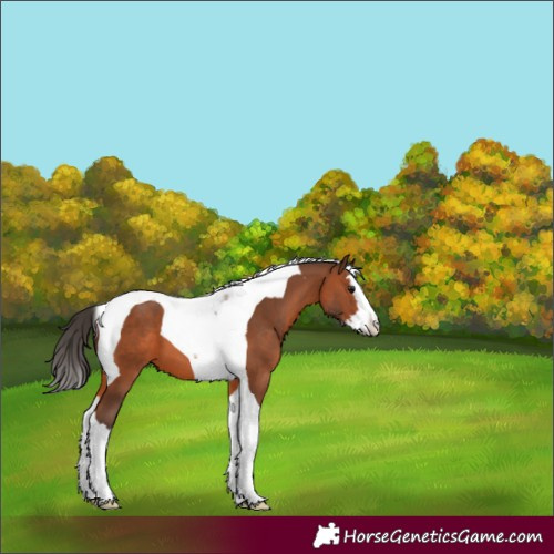 Horse Color:Bay Splash Tobiano 