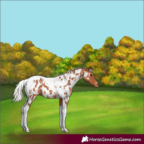 Horse Color:Silver Bay Tobiano Appaloosa 