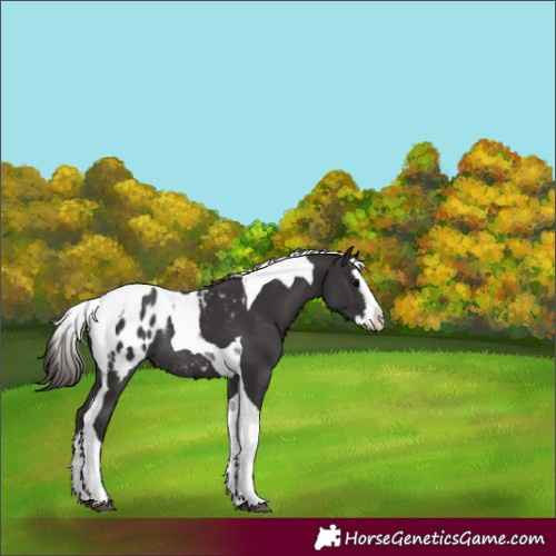 Horse Color:Smoky Black Splash Tobiano Appaloosa Rabicano 