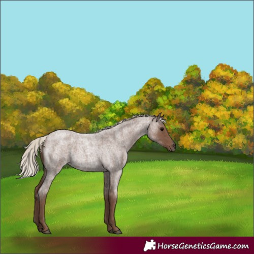 Horse Color:Silver Blue Roan 