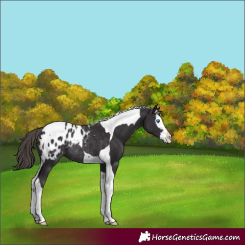 Horse Color:Smoky Black Splash Tobiano Appaloosa Rabicano 
