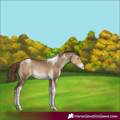 Horse Color:Gray Buckskin Pearl Mushroom Sabino Tobiano Appaloosa 