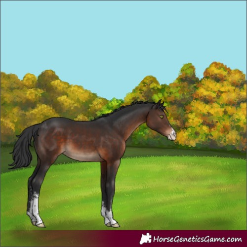 Horse Color:Brown Sabino 