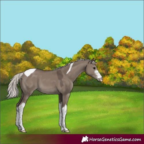 Horse Color:Silver Grullo Sabino Tobiano 