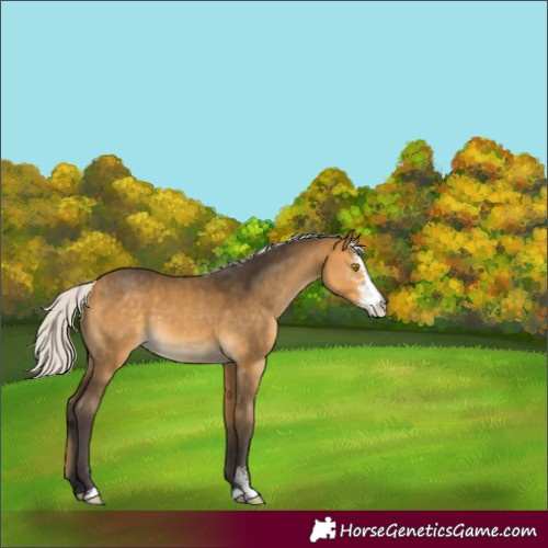 Horse Color:Silver Buckskin Sabino 
