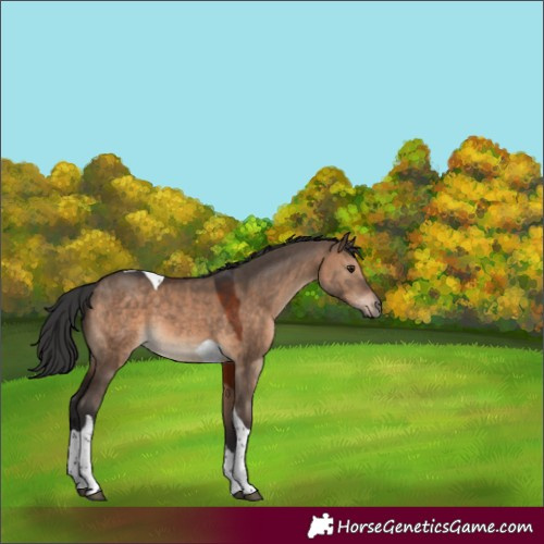Horse Color:Brown Dun Tobiano 