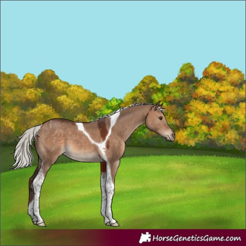 Horse Color:Silver Brown Dun Tobiano 