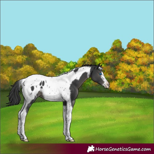 Horse Color:Black Tobiano Frame Appaloosa 