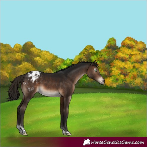 Horse Color:Gray Brown Mushroom Sabino Tobiano Appaloosa 