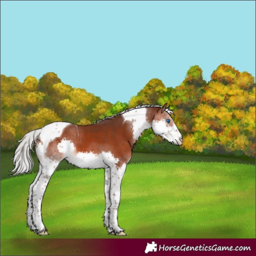 Horse Color:Silver Brown Mushroom Splash Tobiano 